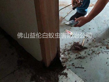 丹灶房屋滅治白蟻